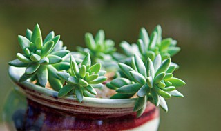 多肉植物养护小常识 多肉植物养护小常识大全