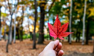 枫叶的花语 枫叶的花语和传说