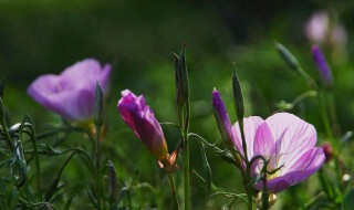 月见草的花语 月见草的花语是什么