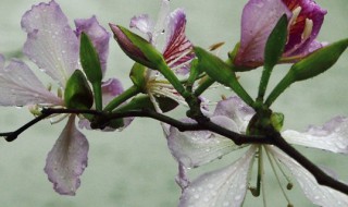 紫荆花花语（紫荆花花语发朋友圈）