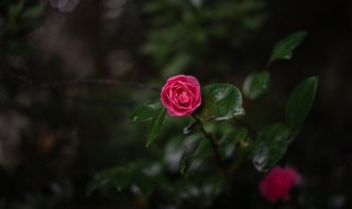 雨中赏花的心情说说（雨中赏花的心情说说短句）