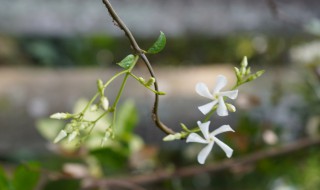 风车茉莉花语（风车茉莉花语是什么）