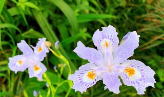 蝴蝶花的花语 蝴蝶花的花语和象征