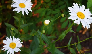 大滨菊花语（大滨菊花语是什么）