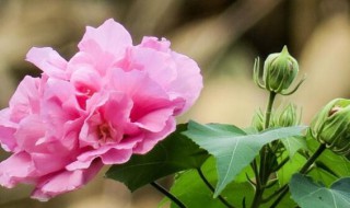 芙蓉花的寓意和花语 芙蓉花的寓意和花语,名字的由来