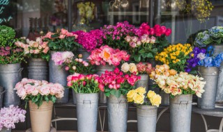 50种浪漫鲜花花语大全（50种浪漫鲜花花语大全图片）