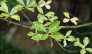 冬青养护方法 冬青养护方法,花盆容器选择