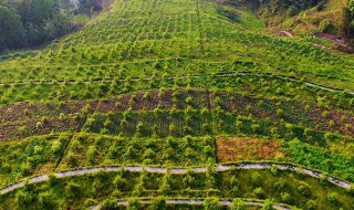 油茶树种植（油茶树种植技术和管理方法）