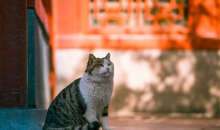 紫禁城有多少只猫（紫禁城九大宠物）