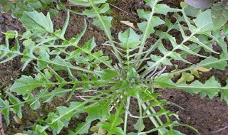 荠菜根可以吃吗 荠菜根可以吃吗功效与作用禁忌