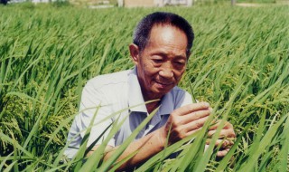 袁隆平是谁 袁隆平是谁接龙隆平是谁