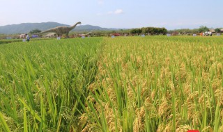 转基因和杂交最大区别（国家为何不禁止转基因）