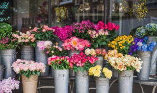 芍药可以在室内养吗（排名第一镇宅花）