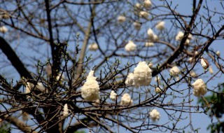 木棉花会结出棉花吗?（木棉花会结出棉花吗图片）