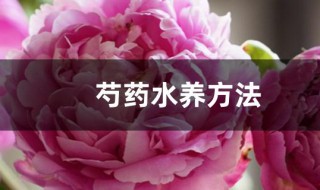 芍药水养方法（芍药用水怎么养）