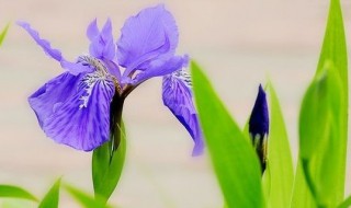 鸢尾花的寓意和花语 鸢尾花的寓意和花语