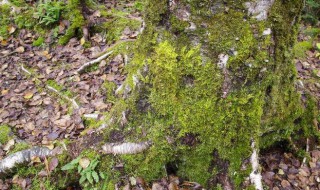 青苔的小知识（青苔的小知识是什么）