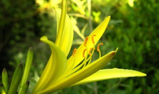 黄花菜怎么储存（黄花菜怎么储存好是动还是晾干）