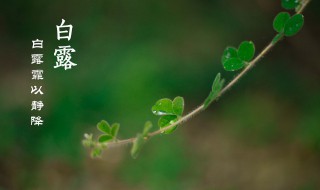 白露节气诗词（白露节气诗词四言四句）