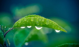 梅雨季节2021什么时间入梅 梅雨季节2021什么时间入梅杭州