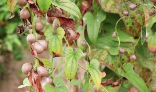 山药豆发芽了要怎么种植（山药豆发芽了要怎么种植视频）