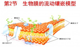 细胞膜的主要成分（真菌细胞膜的主要成分）