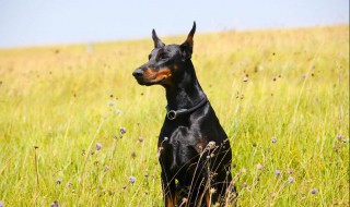 杜宾犬介绍 杜宾犬介绍视频