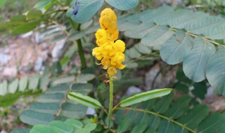 豆科植物有哪些 豆科植物有哪些主要特征?常见药用植物有哪些?