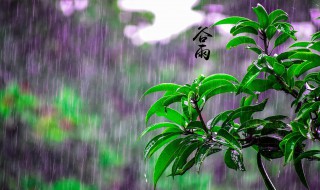 谷雨节气的说说 谷雨节气的说说句子