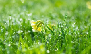 雨水节气养生知识（雨水节气养生常识）