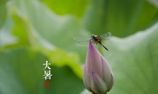 大暑节气的风俗食物（大暑节气有什么）