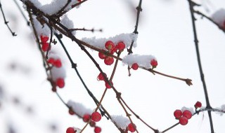 小雪节气推荐语 小雪节气语言教案