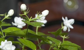 香水茉莉的养殖方法和注意事项 香水茉莉的养殖方法和注意事项白色