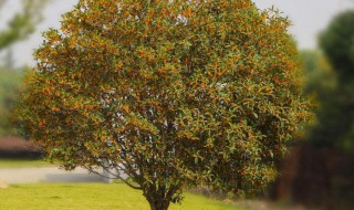 怎么养桂花树 怎么养桂花树盆景