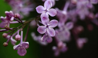 丁香花怎么养殖方法 丁香花怎么养殖方法图解