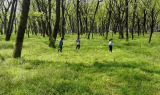 清明节踏青吗 清明节踏青合适吗