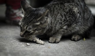 野猫怎么养（野猫怎么养才会变家猫）