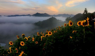 向日葵花代表着什么寓意 向日葵花代表着什么寓意和象征