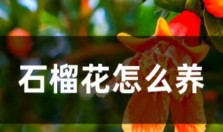 石榴花怎么养殖方法 石榴花怎么养殖方法和注意事项