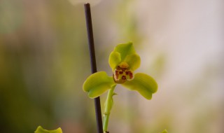 四季兰花怎么养才能长期开花（四季兰花怎么养才能长期开花呢视频）