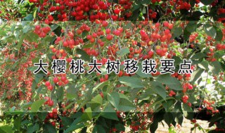 大樱桃大树移栽要点（大樱桃树移植方法）