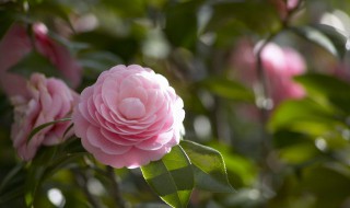 茶花打花苞时怎样施肥 茶花打花苞时怎样施肥呢