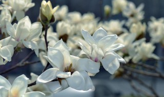 不同颜色玉兰花的花语（各种颜色玉兰花花语）