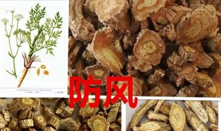 防风的作用与功效 草药防风的作用与功效