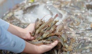 香炸海虾的做法（香炸海虾的做法窍门）