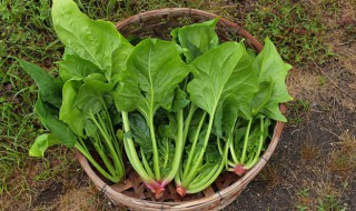 菠菜牛肉碎的家常做法（菠菜牛肉做法大全家常）