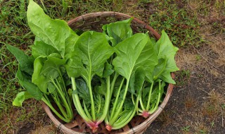 十月份应季蔬菜水果（10月份应季蔬菜水果）