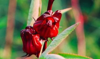 洛神花茶怎么喝 洛神花茶怎么喝减肥效果最好