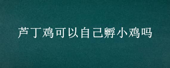 芦丁鸡可以自己孵小鸡吗_养鸡人必看 芦丁鸡公的会孵蛋吗