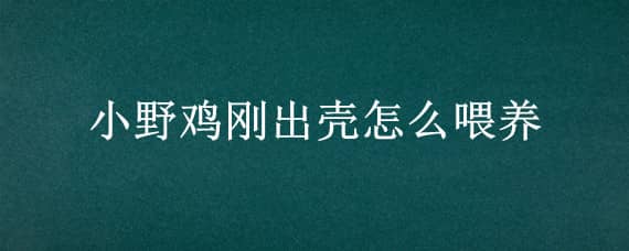 小野鸡刚出壳怎么喂养_养鸡人必看（小鸡出壳需要帮助吗）